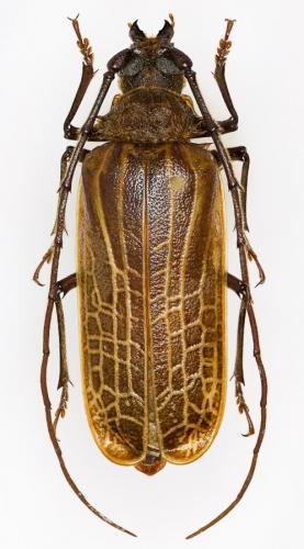 Réf. 197 215 : Prionoplus reticularis